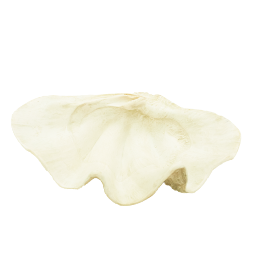 Resin Clam Shell - Small