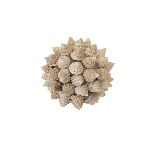 Spiky Sea Shell Round Ball - Small