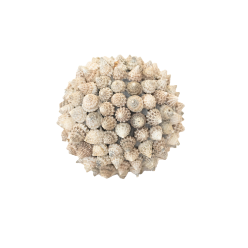 Spiky Sea Shell Round Ball - Medium