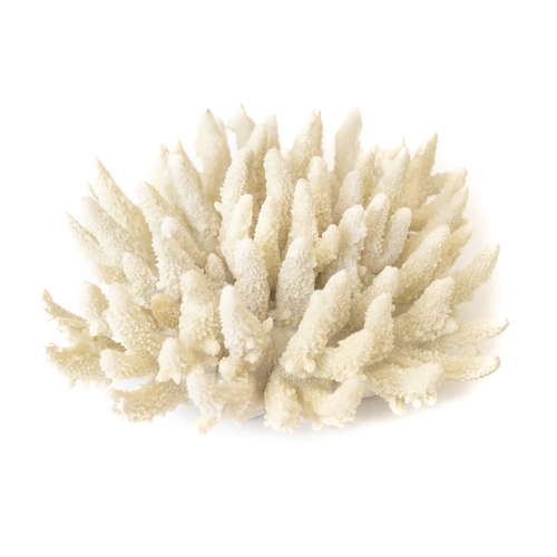 Resin  Coral  XY-14021813