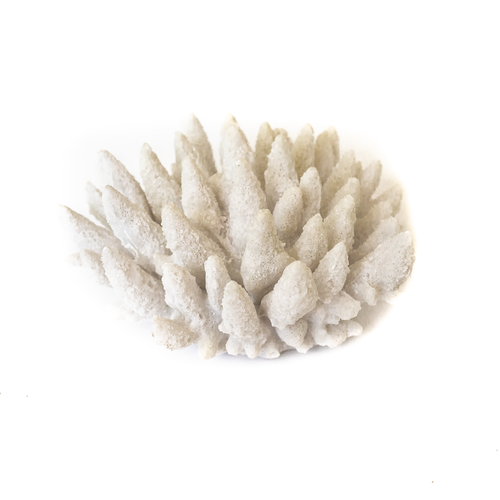 Resin Coral 14021761