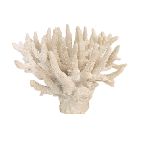 Resin Coral XY-14021795