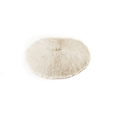 Resin Coral XY-14021777