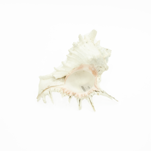 Murex  Ramosus Shell