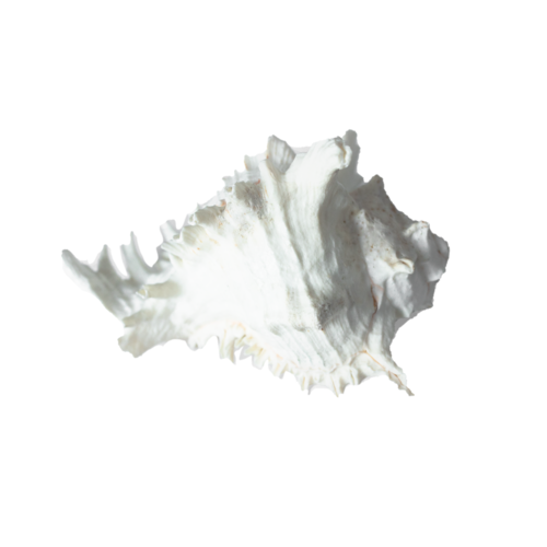 Murex  Ramosus Shell