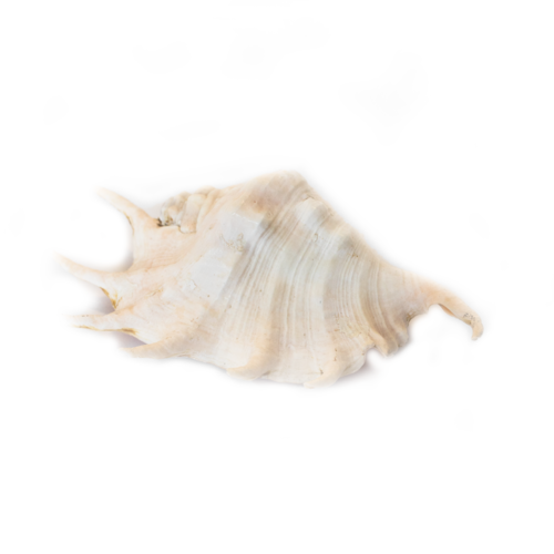 Lambis Truncata Shell
