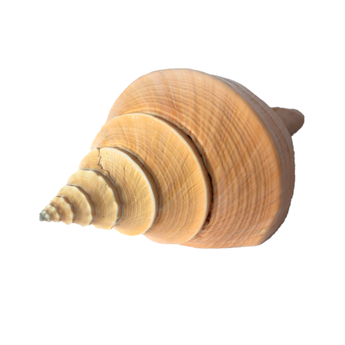 Giant Polished Syrinx Shell ( Trumpet Shell )