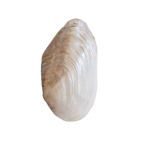 Polished Pearl Oyster Shell