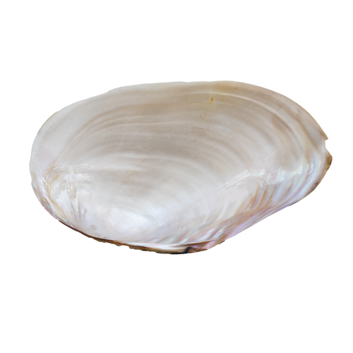 Polished Pearl Oyster Half Shell