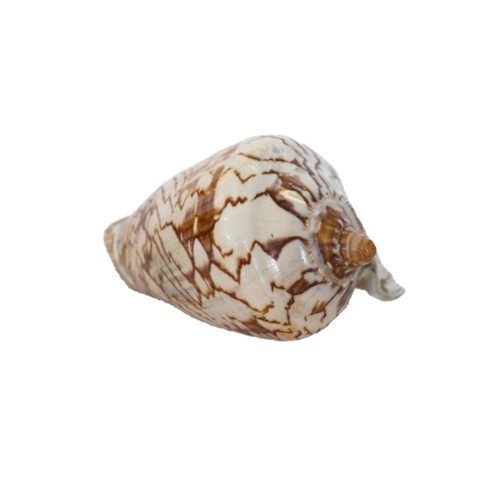 Cymbiola Voluta Nobilis Shell