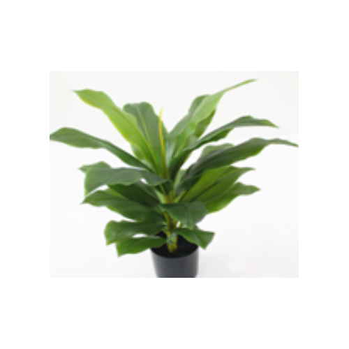 Artificial Dracaena Fragrans Tree - 60cm