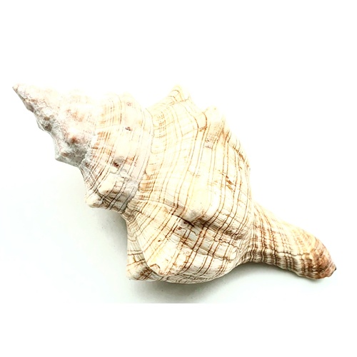 Brown Display Shell
